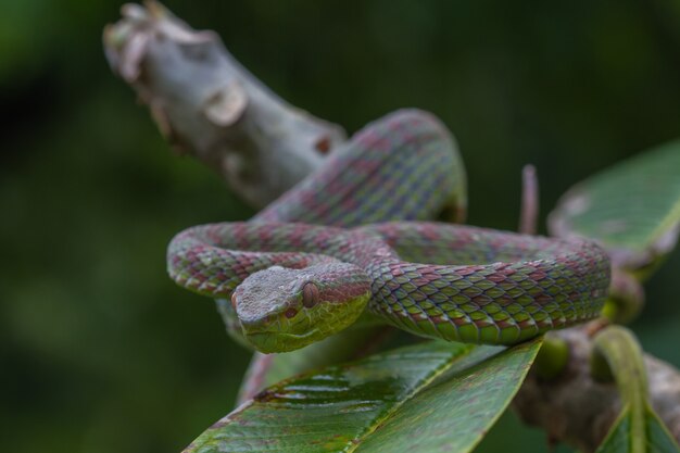 Chiuda sul serpente di Pitviper