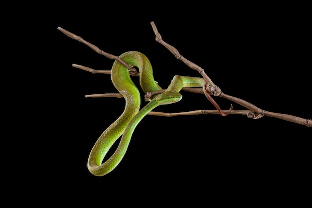 Chiuda sul serpente verde della vipera del pozzo nel giardino su fondo nero ha percorso