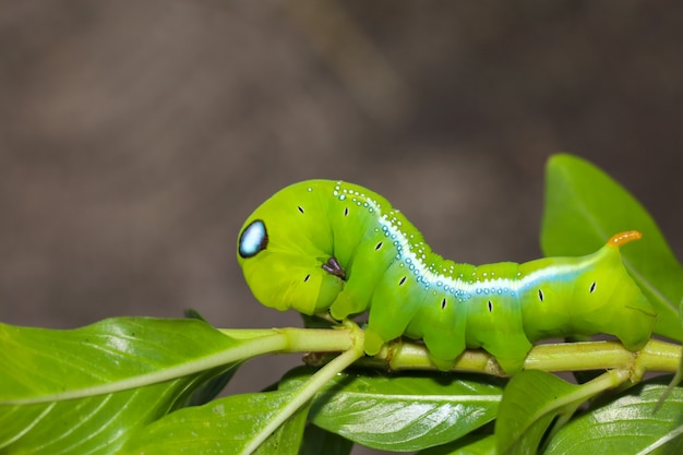 Chiuda sul verme verde o sul verme di Daphnis neri sull'albero di bastone in natura e ambiente