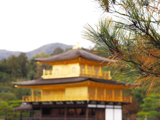 Chiuda sull'albero di foglie di pino sopra fondo vago il padiglione dorato Kinkakuji Temple a Kyoto, Giappone.