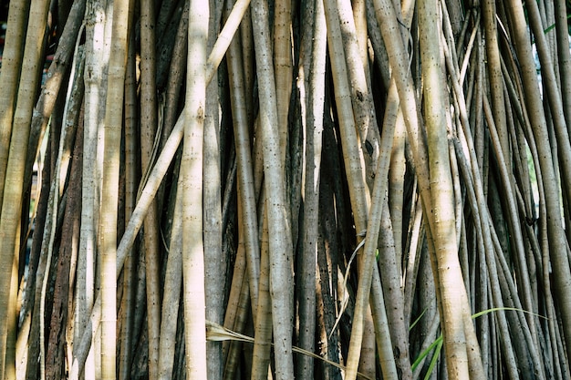 Chiuda sull&#39;albero di pandanus