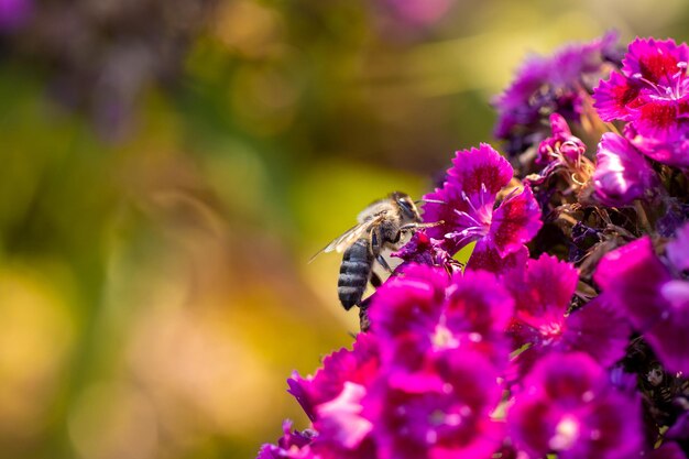 Chiuda sull'ape del miele sul fiore rosa