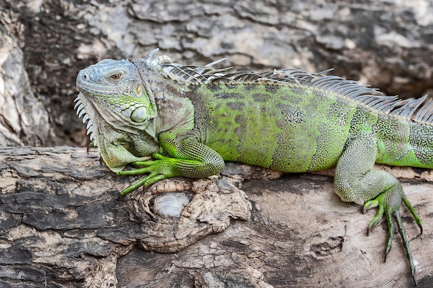 Chiuda sull&#39;iguana verde sul ramo di albero torto.