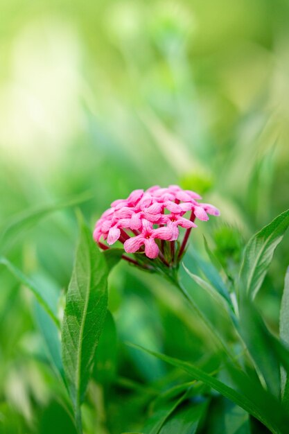 Chiuda sull&#39;immagine del fondo molle della natura del fiore rosa di panama rosa