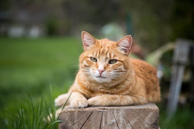 Chiuda sull'immagine del gatto soriano rosso che si rilassa nel giardino