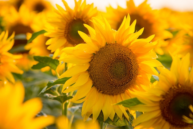 Chiuda sull'immagine del girasole giallo luminoso circondata da innumerevoli altri girasoli