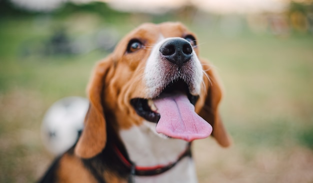 Chiuda sull'immagine del naso e della lingua del cane