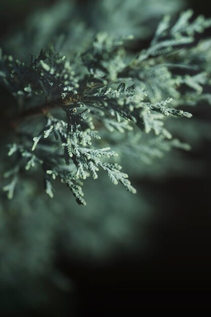 Chiuda sull'immagine dell'ago verde di abete conferous. Macrofotografia con il fuoco selettivo e profondità di campo molto bassa. Buon Natale e felice anno nuovo saluto sfondo.