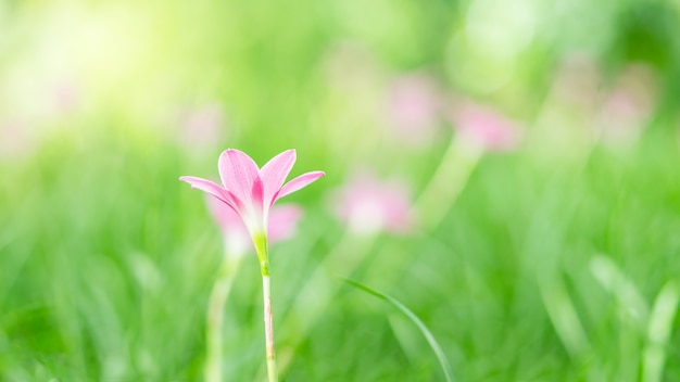 Chiuda sull'immagine di singolo fiore rosa e del fondo verde della sfuocatura