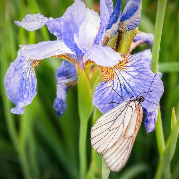 Chiuda sull'immagine di una farfalla su un fiore viola dell'iride