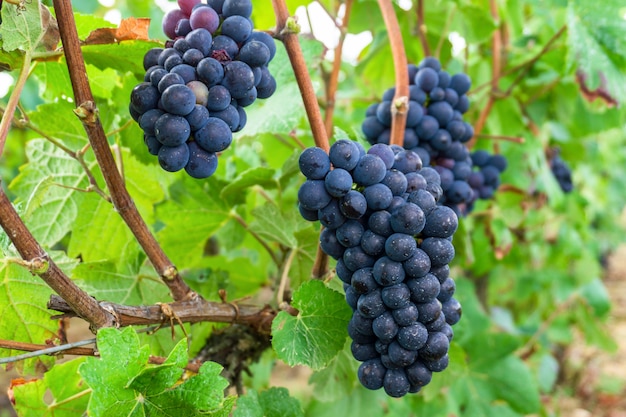 Chiuda sull&#39;uva nella regione del champagne nel raccolto di autunno, Reims, Francia