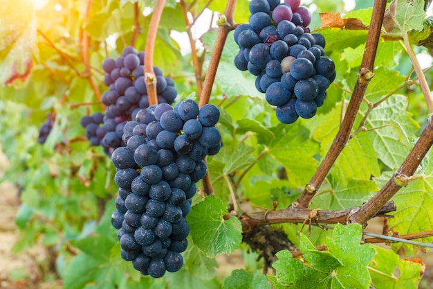 Chiuda sull&#39;uva nella regione del champagne nel raccolto di autunno, Reims, Francia