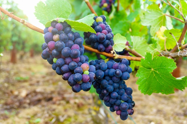 Chiuda sull&#39;uva nella regione del champagne nel raccolto di autunno, Reims, Francia