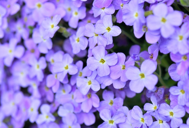 Chiuda sulla bella fioritura viola dei fiori di roccia