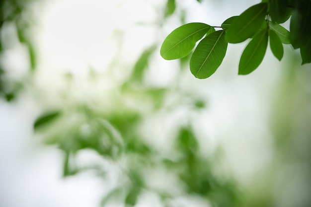 Chiuda sulla bella foglia verde di vista della natura sul fondo vago della pianta sotto luce solare con bokeh e copi lo spazio usando come paesaggio delle piante naturali del fondo