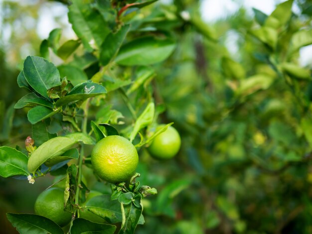 Chiuda sulla calce verde sul tronco