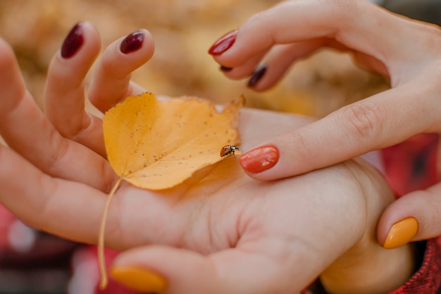 Chiuda sulla coccinella su una mano femminile