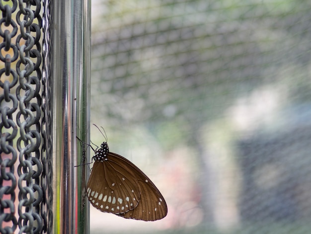 Chiuda sulla corvo nera macchiata farfalla marrone (cremeri di crameri di Euploea) sul palo inossidabile