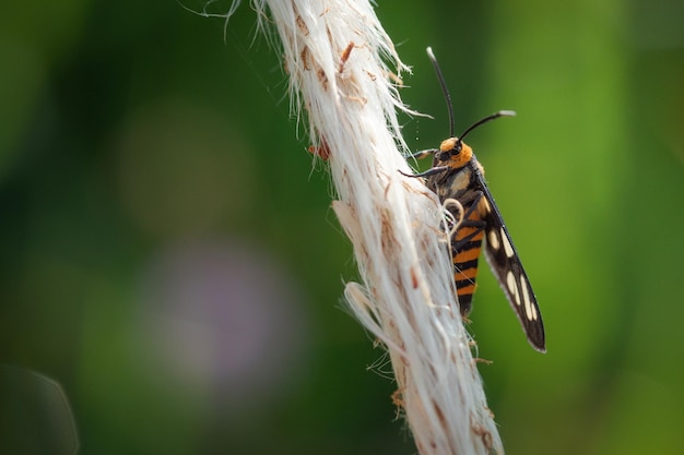 Chiuda sulla falena della vespa sull'erba