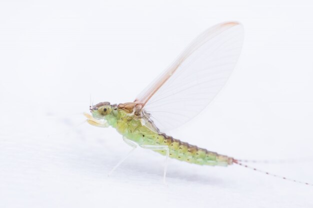 Chiuda sulla femmina Mayfly