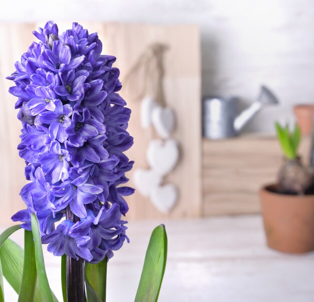 Chiuda sulla fioritura blu del giacinto dell'interno davanti al vaso di fiore e al piccolo annaffiatoio