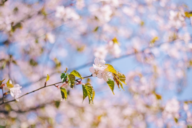 Chiuda sulla fioritura di sakura, il fiore di ciliegia, il ciliegio su una priorità bassa vaga del cielo blu