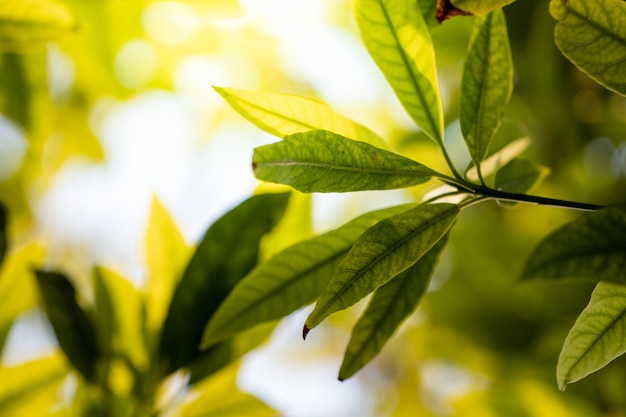 Chiuda sulla foglia verde sotto luce solare nel giardino. Sfondo naturale con spazio di copia.