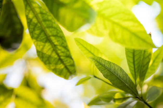 Chiuda sulla foglia verde sotto luce solare nel giardino. Sfondo naturale con spazio di copia.