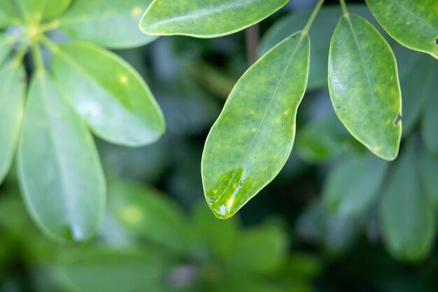 Chiuda sulla foglia verde sotto luce solare nel giardino.