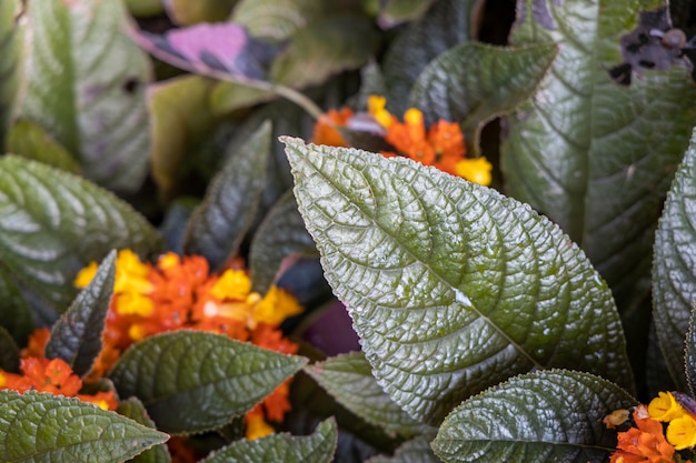 Chiuda sulla foglia verde sotto luce solare nel giardino.