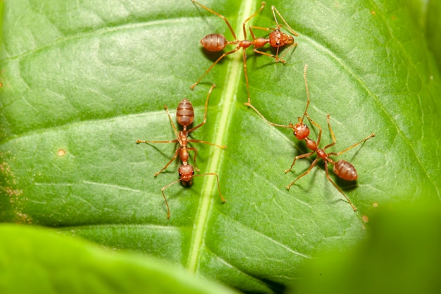 Chiuda sulla formica di tre rossi sulla foglia verde in natura alla Tailandia