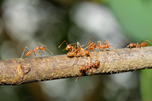 Chiuda sulla formica rossa del fuoco uno sull'albero di bastone in natura alla Tailandia