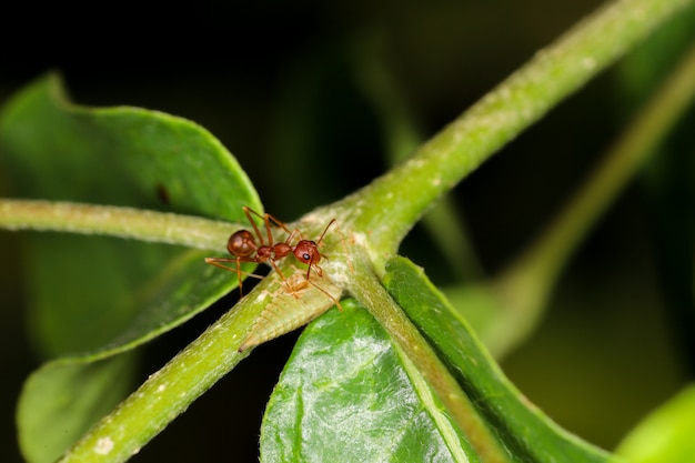 Chiuda sulla formica rossa su laef verde in natura alla Tailandia