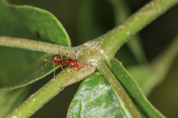 Chiuda sulla formica rossa su laef verde in natura alla Tailandia