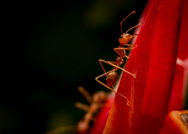 Chiuda sulla formica rossa sul fiore di speciosus di cheilocostus