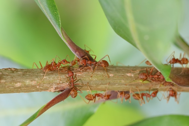 Chiuda sulla formica rossa sull'albero del bastone in natura alla Tailandia