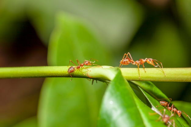 Chiuda sulla formica rossa sull&#39;albero del bastone in natura alla Tailandia