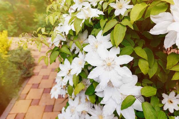 Chiuda sulla foto dei fiori bianchi della clematide in un giardino.