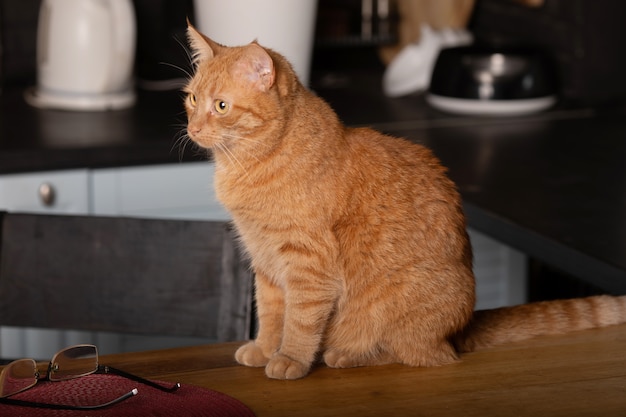 Chiuda sulla foto del gatto rosso con gli occhi verdi che guardano diritto verso la macchina fotografica.