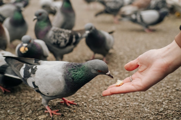 Chiuda sulla foto del piccione che mangia dalla mano