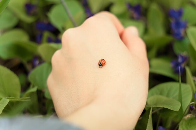 Chiuda sulla foto di concetto della coccinella sulla mano