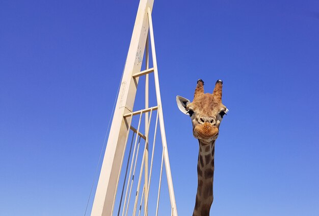 Chiuda sulla giraffa con un'espressione sorridente felice. Testa e collo isolati su sfondo blu.