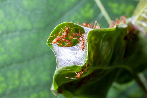 Chiuda sulla guardia della formica rossa per il nido rosso della formica in foglia verde