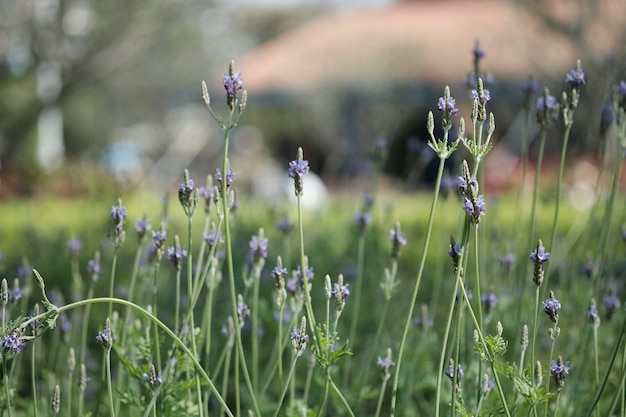 Chiuda sulla lavanda porpora durante il suo fiore in giardino con luce solare naturale.