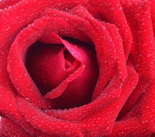 Chiuda sulla macro di una rosa rossa