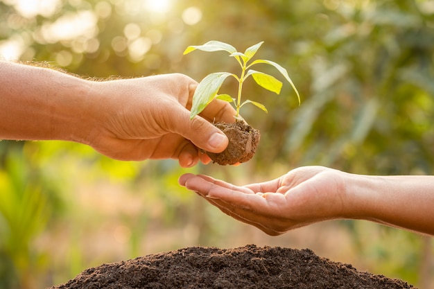 Chiuda sulla mano che tiene il giovane germoglio verde dell'albero e che pianta nel suolo