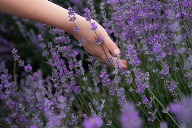 Chiuda sulla mano delle ragazze nei fiori di lavanda su un campo di lavanda