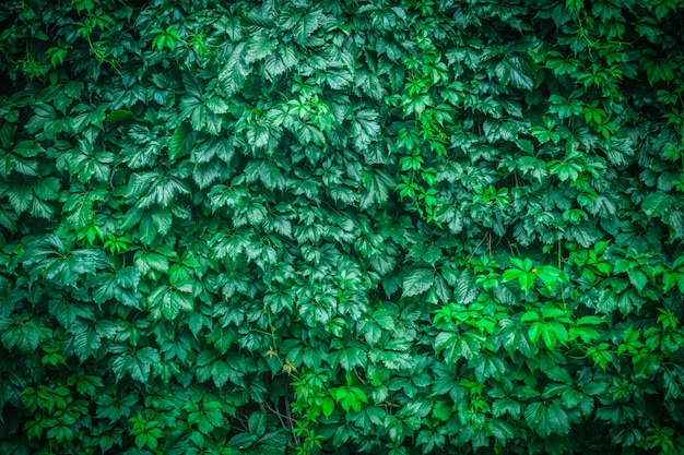 Chiuda sulla parete delle foglie verdi naturali