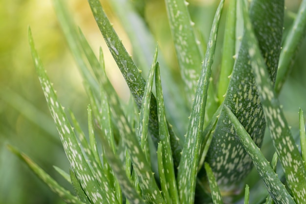 Chiuda sulla pianta di aloe vera