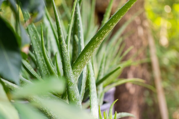 Chiuda sulla pianta di aloe vera